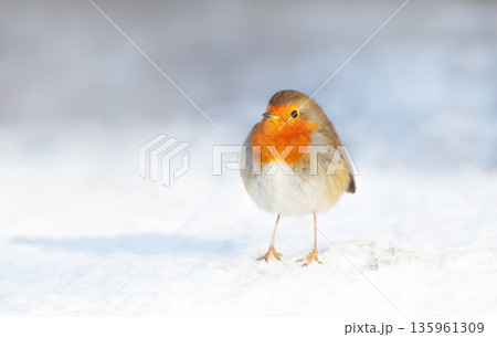 European robin standing in snow in winter European robin standing in snow in winter 135961309