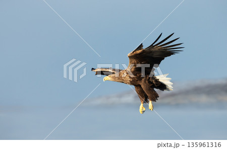 White-tailed sea eagle in flight over blue water with wings spread wide while hunting for fish White-tailed sea eagle in flight over blue water with wings spread wide while hunting for fish 135961316