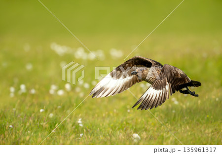 Close-up of Great skua in flight over meadow Close-up of Great skua in flight over meadow 135961317