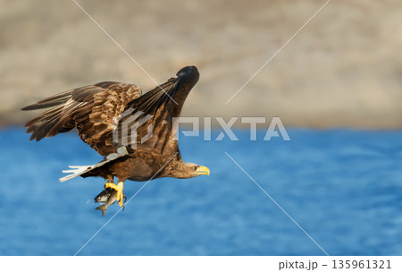 White-tailed sea eagle in flight over blue water carrying a fish in its talons 135961321