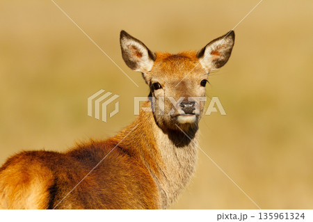 Portrait of a female red deer hind standing  in a meadow 135961324