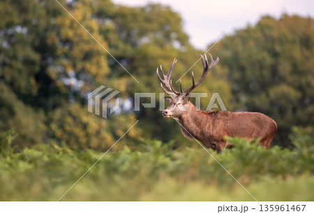 Red deer stag standing in meadow in autumn 135961467