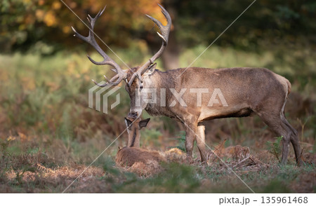 Red deer stag with hind during the rutting season in autumn 135961468