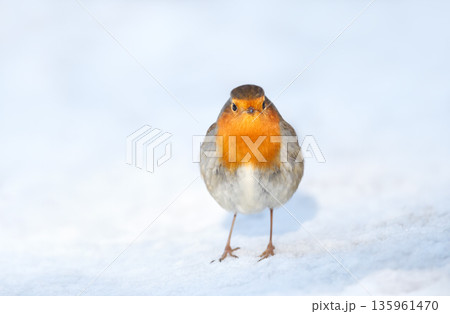 European robin standing in snow in winter European robin standing in snow in winter 135961470