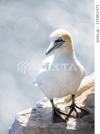 Northern Gannet seabird perched on rocky cliff ledge by ocean Northern Gannet seabird perched on rocky cliff ledge by ocean 135961471