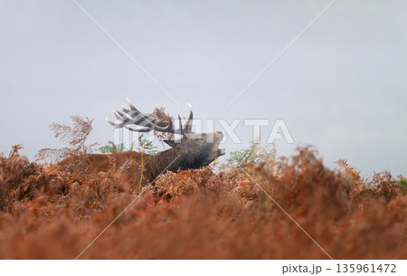 Red deer stag roaring during autumn rut in ferns Red deer stag roaring during autumn rut in ferns 135961472
