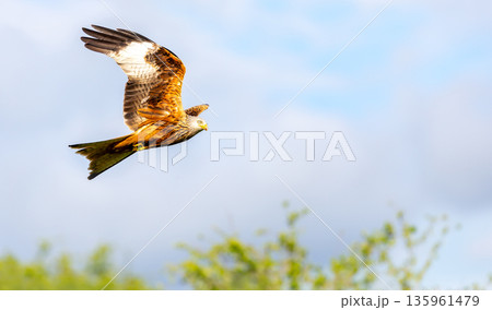 Red kite soaring in flight against blue sky Red kite soaring in flight against blue sky 135961479