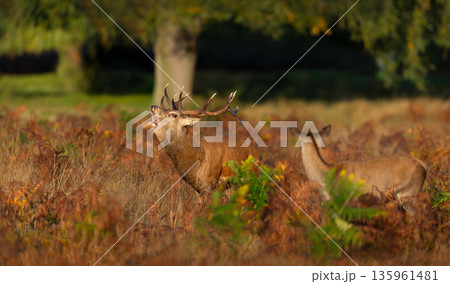 Red deer stag roaring in meadow during autumn rut Red deer stag roaring in meadow during autumn rut 135961481