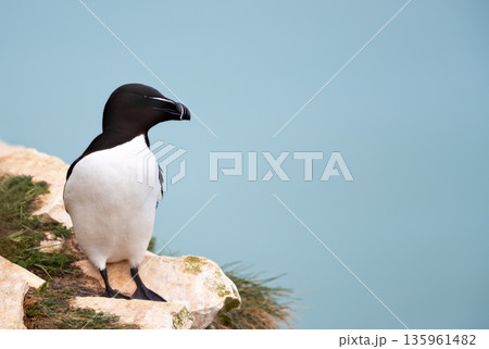 Razorbill seabird perched on cliff edge by ocean Razorbill seabird perched on cliff edge by ocean 135961482