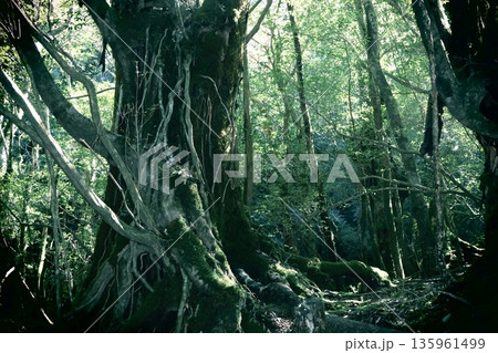 不気味な森 135961499