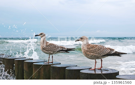 Seagulls Sitting On Wooden Groynes The Baltic Sea 135961560