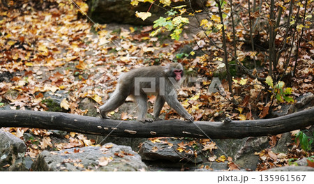 Japanese Macaque Walking On Log 135961567