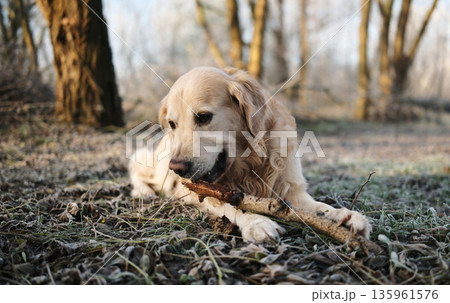Happy Golden Retriever Dog On A Frosty Walking Happy Golden Retriever Dog On A Frosty Walking 135961576