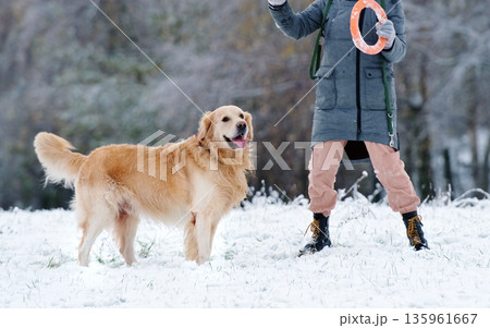 Golden Retriever Dog On Winter Walking With Owner Girl Golden Retriever Dog On Winter Walking With Owner Girl 135961667