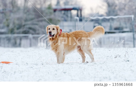 Cute Golden Retriever Dog Playing With Toy And Running On A Snow Cute Golden Retriever Dog Playing With Toy And Running On A Snow 135961668