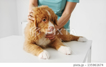 Puppy Toller Retriever dog in vet clinic 135961674