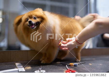 Dog grooming session showcasing a happy pomeranian at a salon Dog grooming session showcasing a happy pomeranian at a salon 135961862
