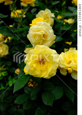 伊豆の踊子(薔薇) 伊豆の踊子(薔薇) 135961869