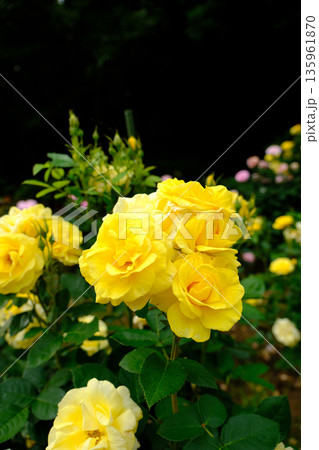 伊豆の踊子(薔薇) 伊豆の踊子(薔薇) 135961870