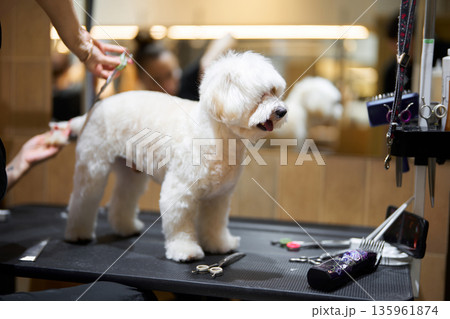 Dog grooming session in a pet salon with a focused stylist 135961874