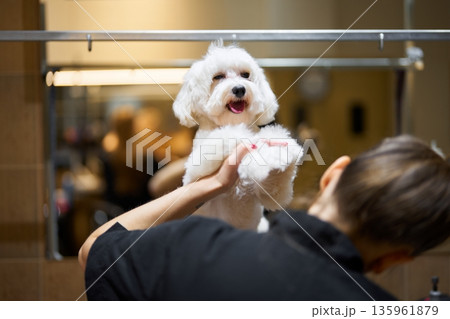 Dog grooming session highlights cute pet being pampered and styled 135961879
