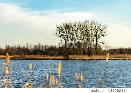Tall trees on the water's edge 135962184