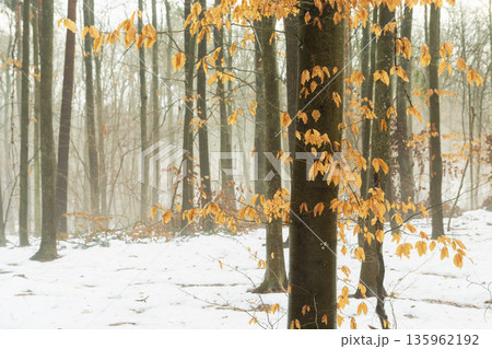 Orange leaves on a tree in a foggy and snowy forest 135962192