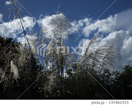 秋空に揺れるススキと白い雲 － 爽やかな季節の風景 135962433
