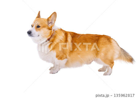 Pembroke corgi isolated Pembroke corgi isolated 135962817