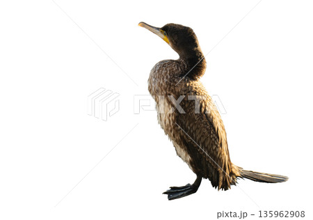 A photo of a great cormorant isolated A photo of a great cormorant isolated 135962908