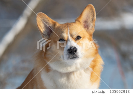 Portrait of a Pembroke Corgi in a park Portrait of a Pembroke Corgi in a park 135962918