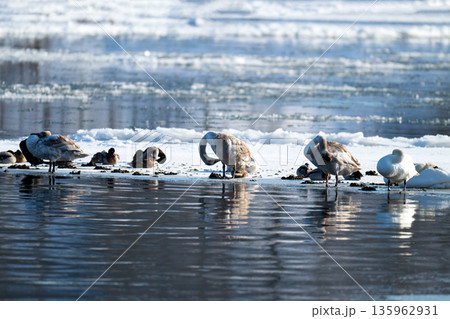 waterfowl on the river 135962931