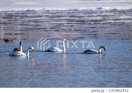 waterfowl on the river 135962932