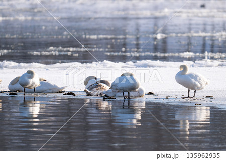 waterfowl on the river 135962935