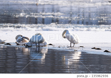 waterfowl on the river 135962936