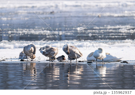 waterfowl on the river 135962937