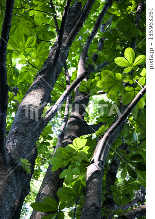 岩手県森林公園の栃の若葉　テングのウチワのように大きな葉のトチの葉 135963261