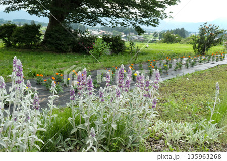 岩手県志波町の銭形平次の作者野村胡堂またはあらえびすのミュウジアムの庭園のラムズイヤーの花 135963268