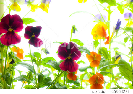 雪国の春を待つ窓辺のビオラ　　雪国の窓辺で春を知らせる鉢植えのビオラ 135963271