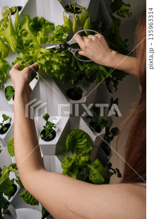 Rear view of gardener female using scissors, harvesting fresh lettuce leaves from vertical hydroponic farming system, showcasing sustainable agriculture and modern farming techniques. Rear view of gardener female using scissors, harvesting fresh lettuce leaves from vertical hydroponic farming system, showcasing sustainable agriculture and modern farming techniques. 135963314