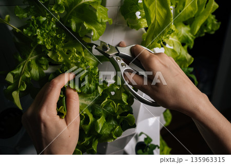 Detail cropped shot of female hands using scissors, harvesting fresh lettuce growing in modern vertical hydroponic farm, showcasing sustainable agriculture and innovative food production techniques. 135963315