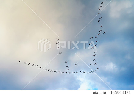 Birds flying in long formation across sky with clouds, seasonal migration movement, direction change. Concept of birds migration navigation teamwork freedom leadership, collective movement in nature Birds flying in long formation across sky with clouds, seasonal migration movement, direction change. Concept of birds migration navigation teamwork freedom leadership, collective movement in nature 135963376