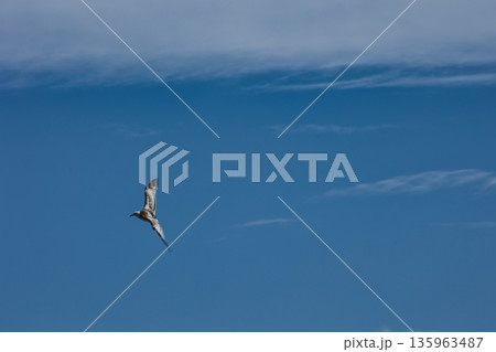 A lone bird soars across a clear blue sky A lone bird soars across a clear blue sky 135963487