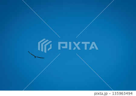 A lone bird soars across a clear blue sky A lone bird soars across a clear blue sky 135963494