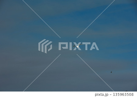 A lone bird soars across a clear blue sky  135963508