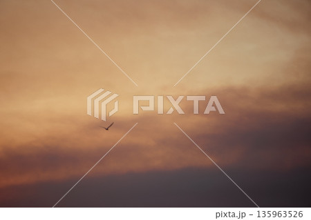 A lone bird soars across a clear blue sky A lone bird soars across a clear blue sky 135963526