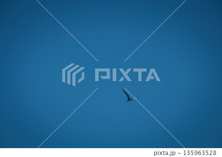 A lone bird soars across a clear blue sky A lone bird soars across a clear blue sky 135963528