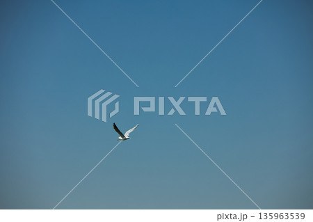 A lone bird soars across a clear blue sky  135963539