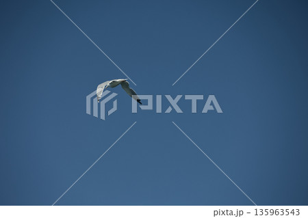 A lone bird soars across a clear blue sky  135963543