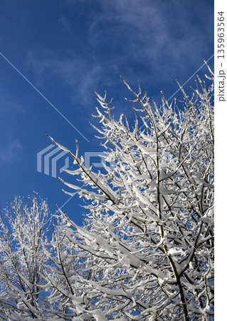 Snow-covered tree branches against a blue sky 135963564